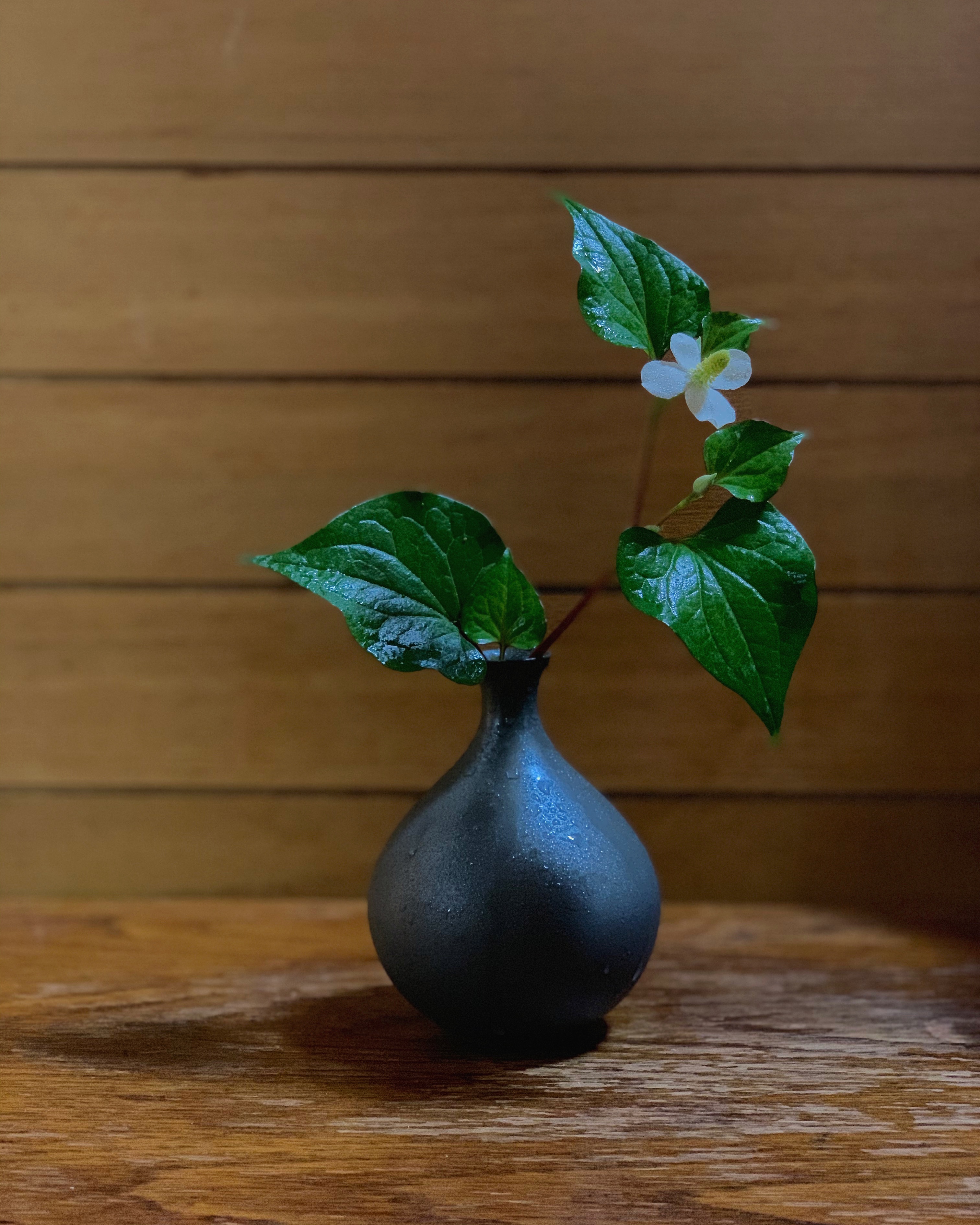 5月の花･どくだみをいける