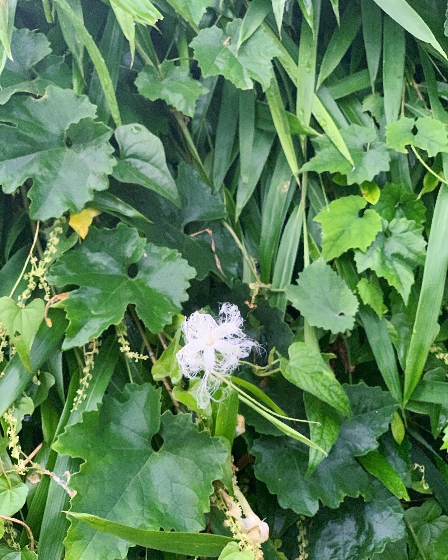 五芒星のカラスウリが相似形なのは